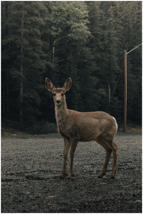 A deer stands on a dirt road against a misty fores