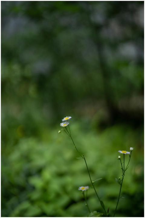 Close-up of white wildflowers with a blurred green