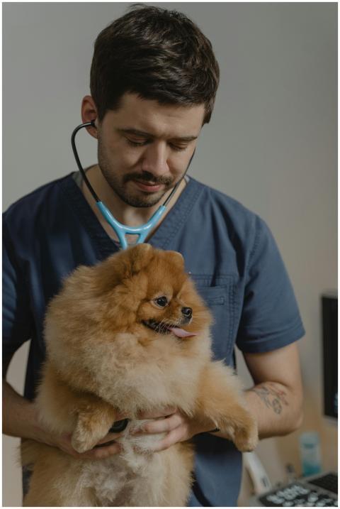 A veterinarian uses a stethoscope to check a Pomer