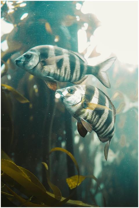Vertical shot of striped fish swimming among kelp