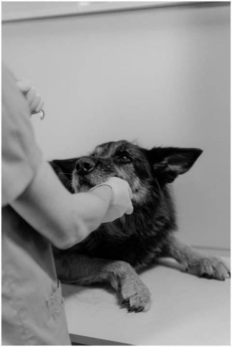 Veterinarian caring for a German Shepherd during a