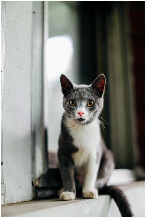 A cute grey and white cat with striking eyes sitti