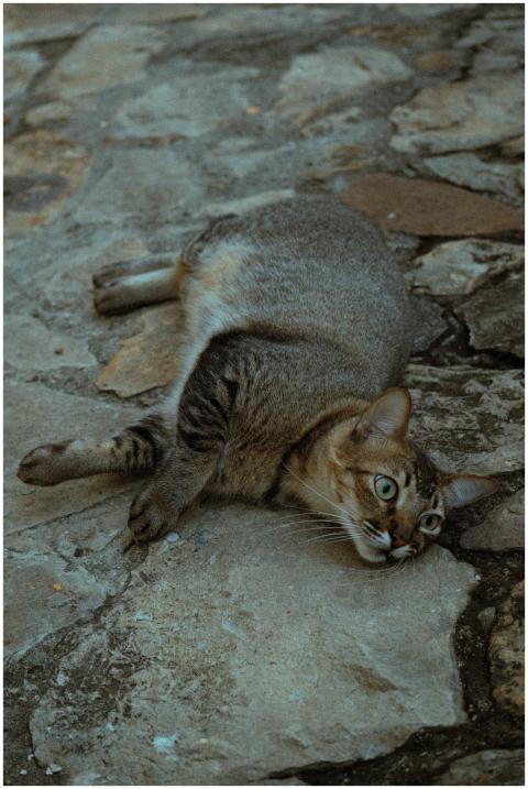 A tabby cat lies comfortably on a stone ground, cr