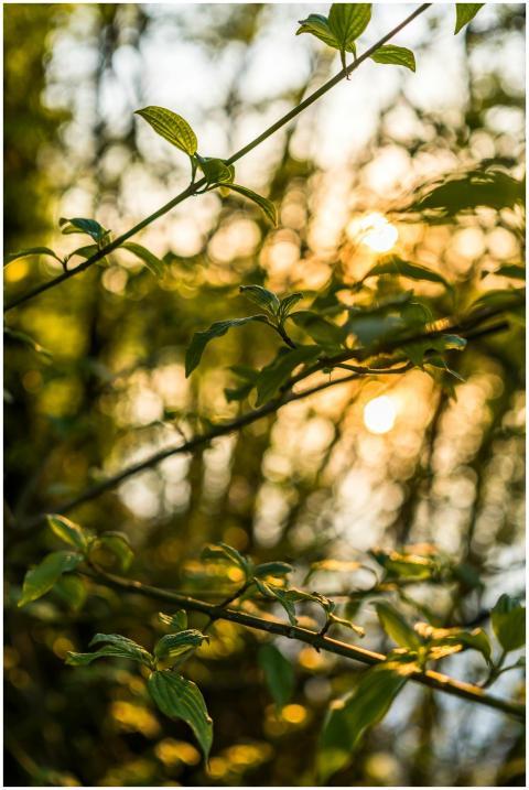Close-up of green leaves in a forest with sunlit b