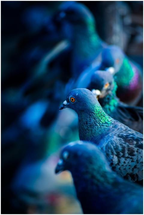 A striking close-up of pigeons showcasing vibrant
