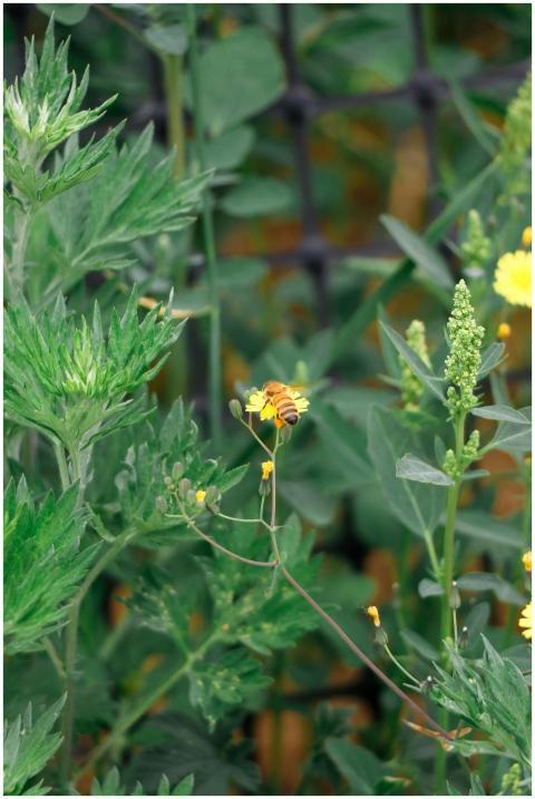 A bee pollinates a yellow flower amidst lush green