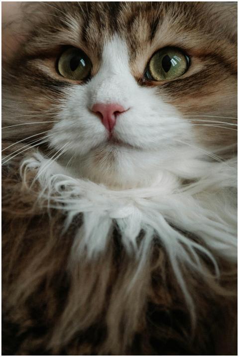 Adorable close-up of a fluffy Siberian cat with st