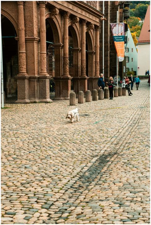 Free stock photo of cute dog, stone path