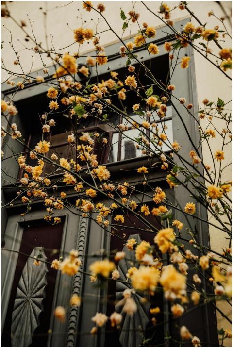 Vibrant yellow flowers against a historic window i