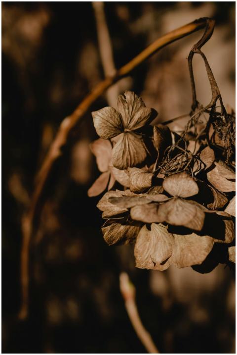 Detailed close-up of withered hydrangea flowers, c