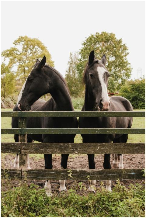 Two elegant black and white horses stand behind a