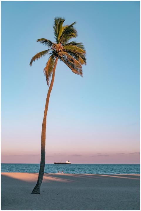 A serene beach scene with a lone palm tree at suns
