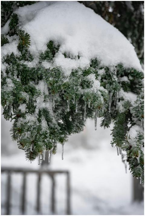 Close-up of snow-laden pine branches with dangling
