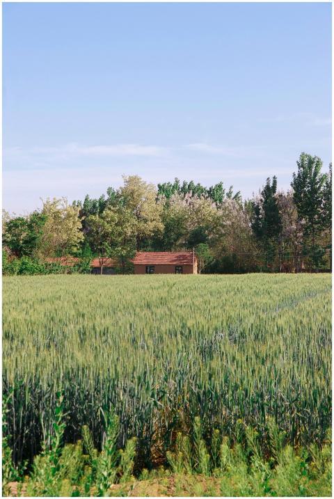 Tranquil rural scene with a farmhouse surrounded b