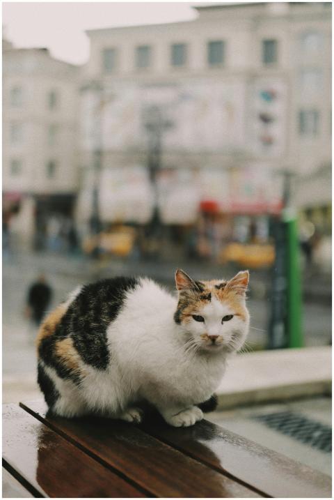 A calico cat sits in an urban environment in İstan