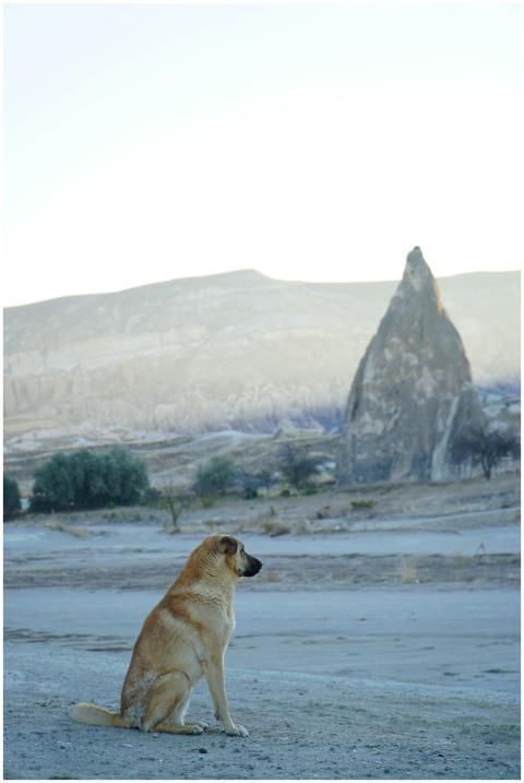 A dog sits in front of the unique rock formations