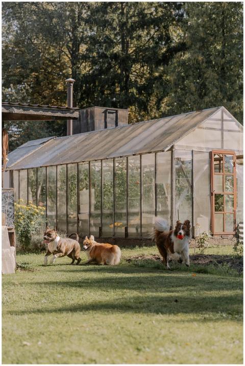 Three playful dogs enjoying a sunny day near a gar
