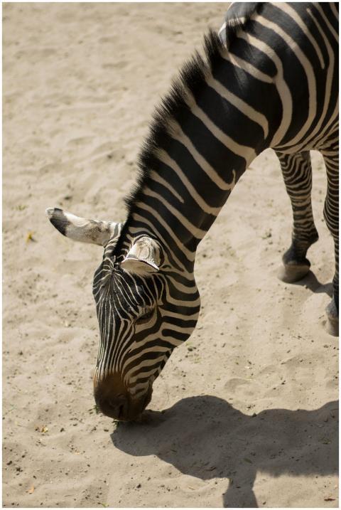 Vertical shot of a zebra grazing on a sandy terrai