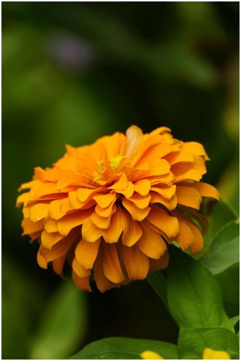 Close-up image of a vibrant orange zinnia flower i