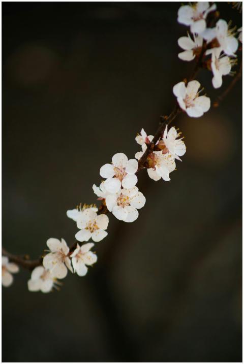 Delicate cherry blossoms on a branch captured in n