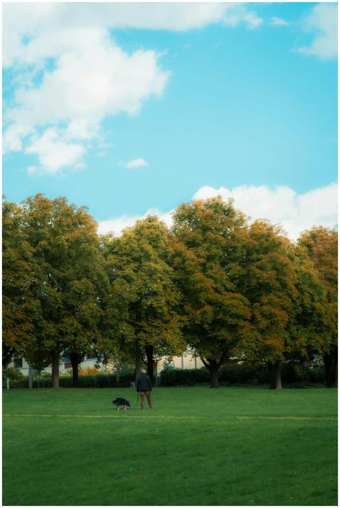 Free stock photo of autumn, dog walk