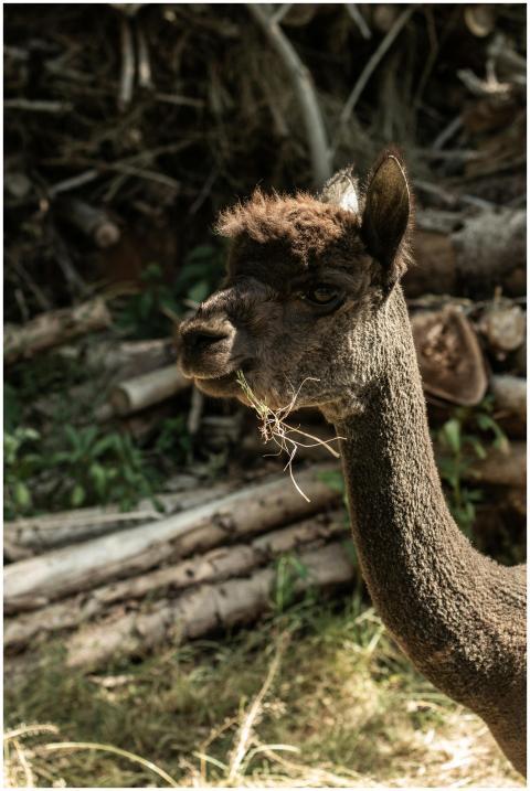 Brown alpaca in outdoor setting, showcasing textur