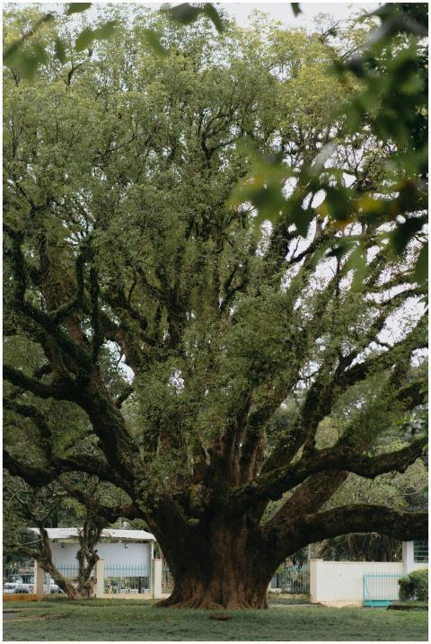 A large, sprawling oak tree standing majestically