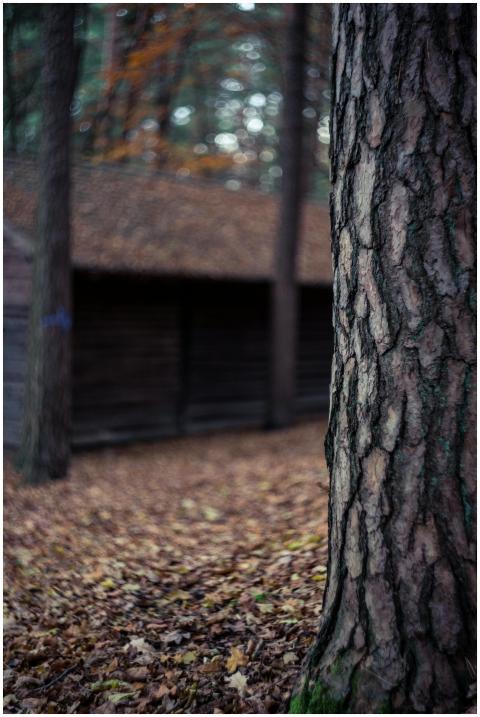 Detailed view of a tree trunk with blurred forest
