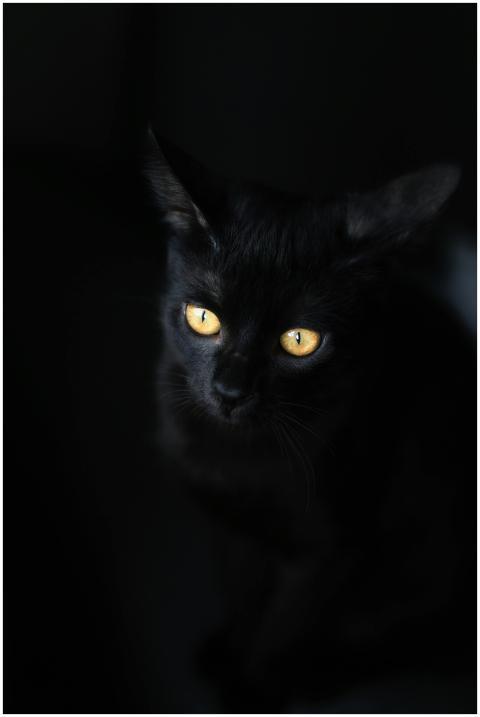 Captivating image of a black cat with mesmerizing