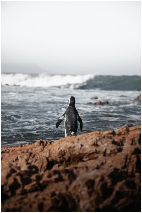A lone African penguin facing the ocean at Cape To
