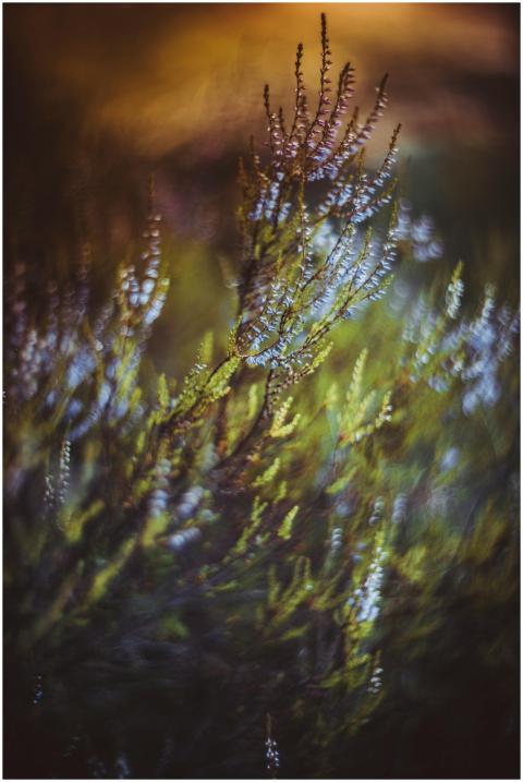 Close-up artistic shot of vibrant heather flowers
