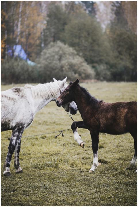 Two beautiful horses playfully interacting in a se