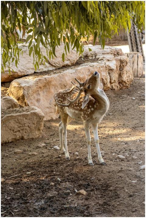 A young fawn with antlers reaching for tree leaves