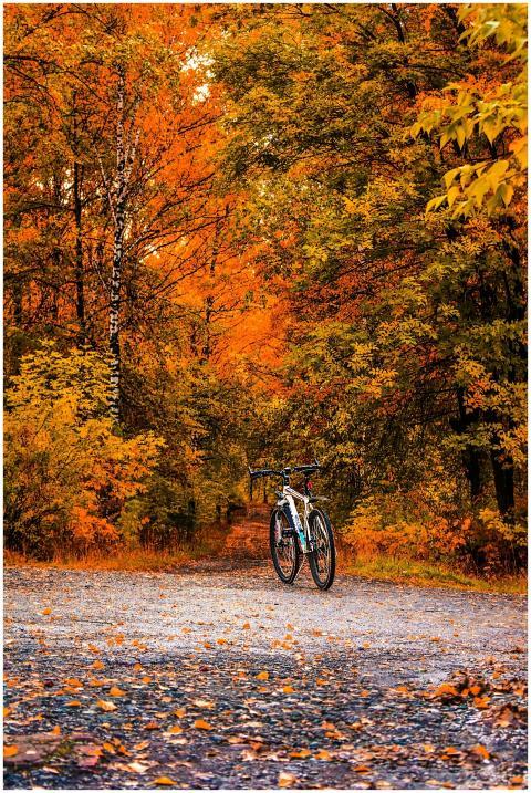 Bicycle in a scenic autumn forest with vibrant ora