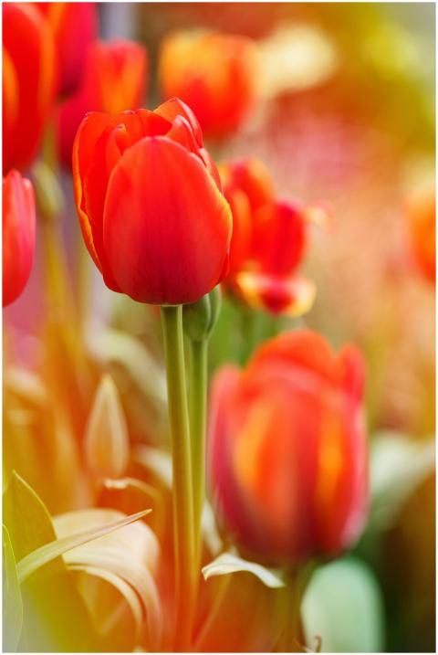 Close-up of vivid red tulips blooming in a lush sp