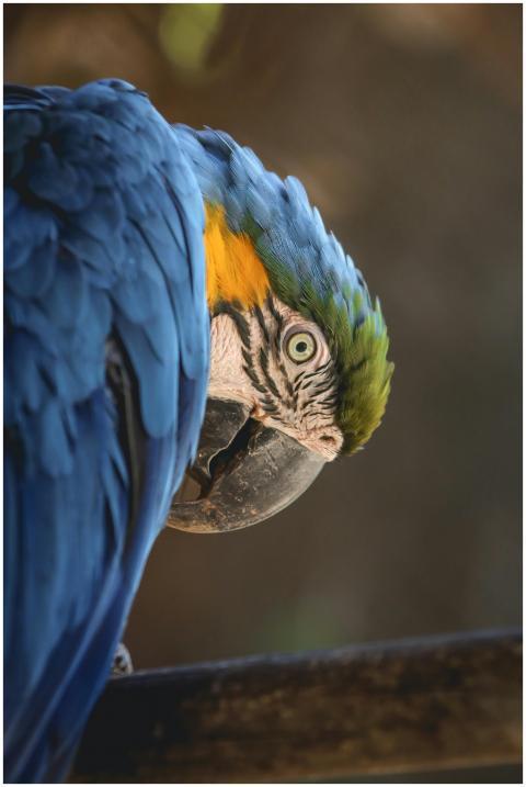 Close-up of a vibrant blue macaw parrot in Concepc