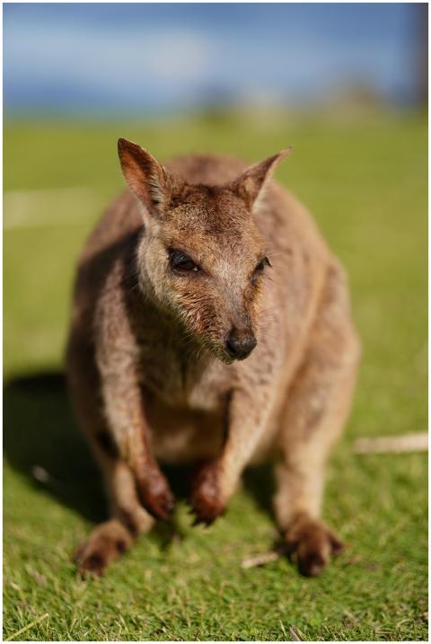 Close Up Wallaby Natural