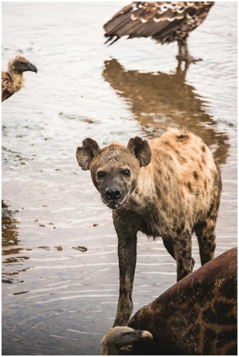 A spotted hyena with vultures in Tanzania's natura
