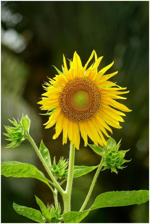 A vibrant sunflower in full bloom with lush green