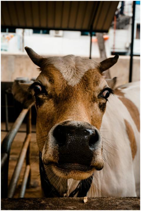 Detailed close-up of a brown and white dairy cow i