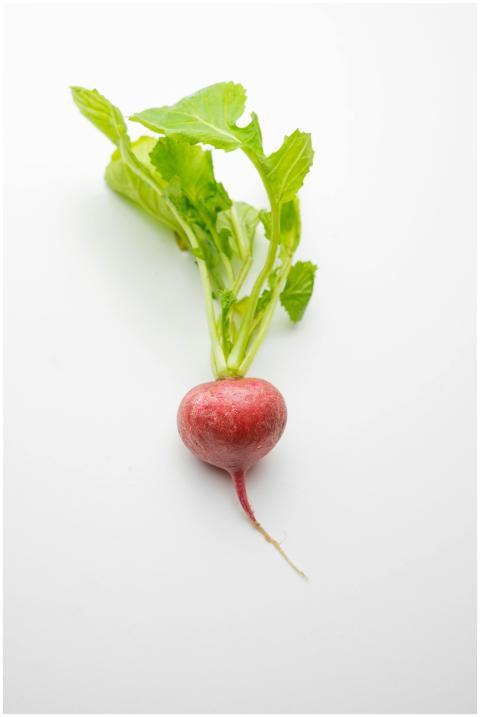 Close-up of a fresh red radish with green leaves o
