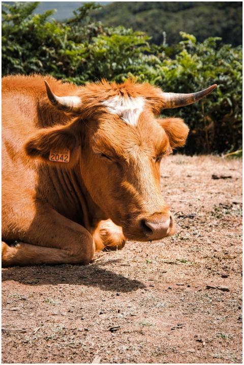Brown cow resting on dry ground in an outdoor past
