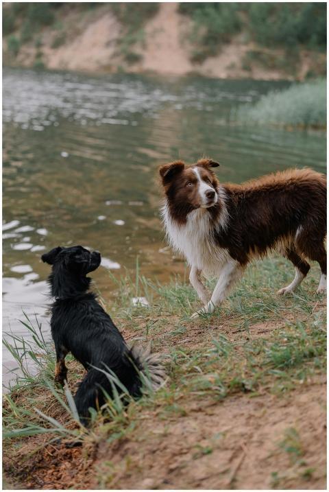 Two border collies playing by a riverside on a sum