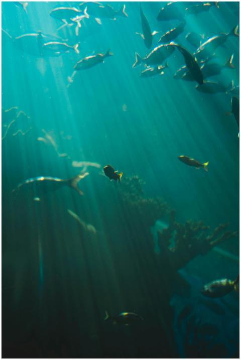 Capture of diverse fish swimming under natural lig