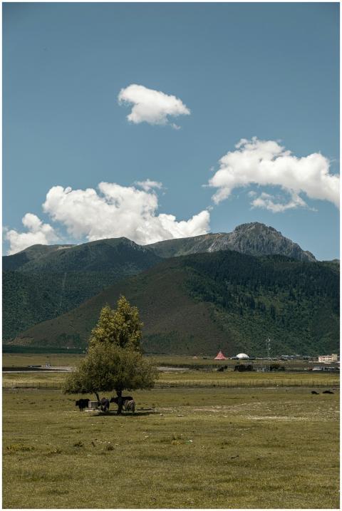 Serene grassland scene with mountains and a lone t
