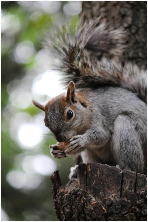 A detailed shot of an Eastern Gray Squirrel eating