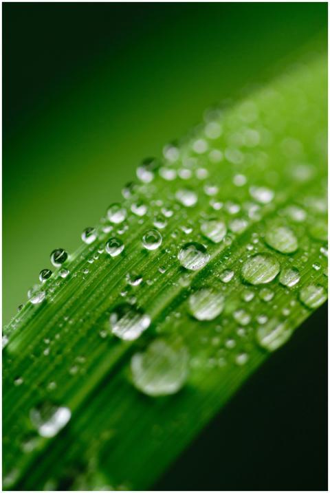 Close-up view of dewdrops on a vibrant green leaf,