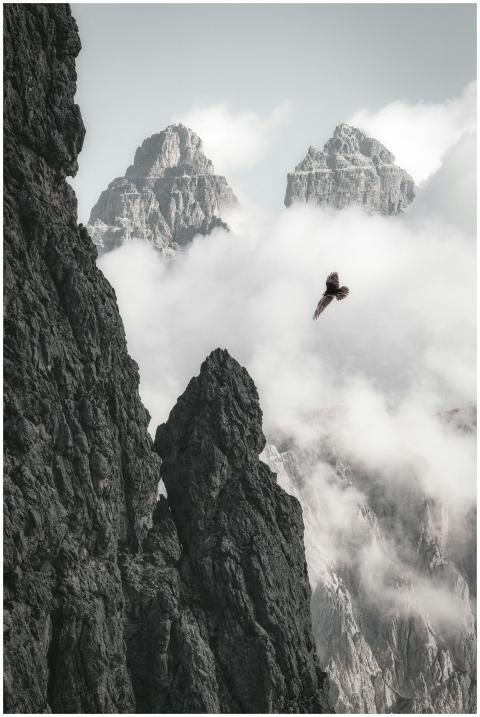 A bird soars near rocky mountain peaks shrouded in