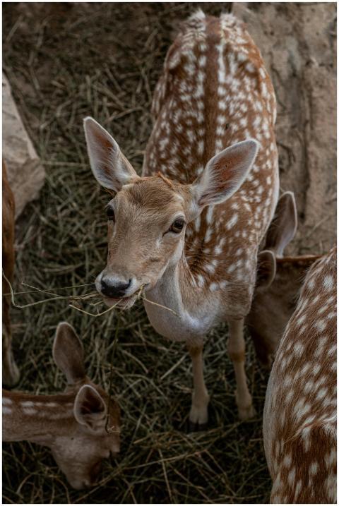 High angle view of a fawn eating grass in a natura