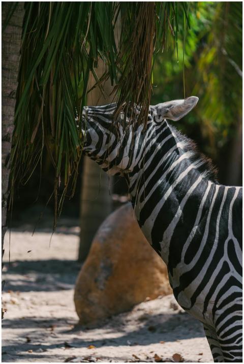 Close-up of a zebra feeding on leaves in a natural